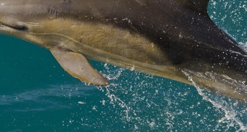 В Новороссийске проведут бесплатный тренинг по спасению дельфинов