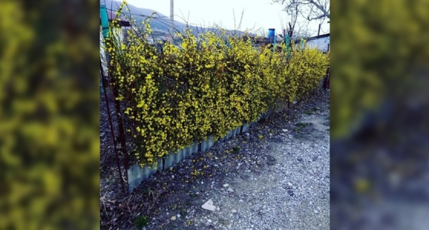 В середине зимы в Новороссийске зацвели кусты