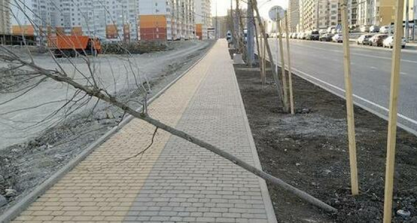 Норд-ост поломал молодые деревья на улице Мурата Ахеджака