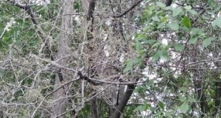 Гусеницы и тля уничтожают зеленые насаждения в Новороссийске: куда сообщить, чтобы деревья обработали