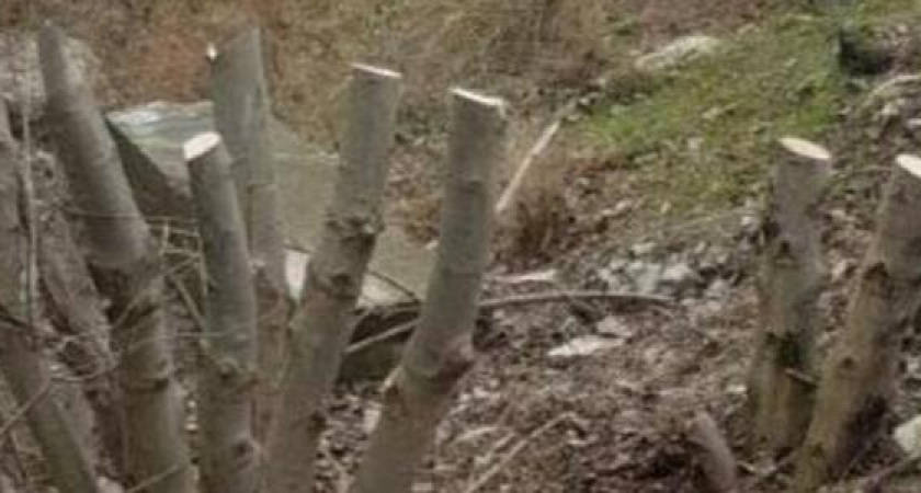 Полиция Новороссийска ищет свидетелей вырубки деревьев в Пионерской рощи