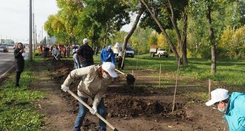 В Новороссийске высадят 285 деревьев и 1300 кустарников