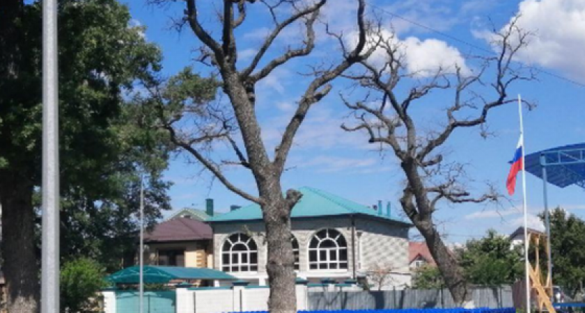 В Новороссийске продолжают гибнуть деревья: засыхают туи, клены, дубы