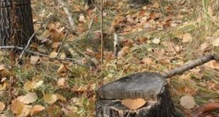 «Кому они помешали?»: в Пионерской роще продолжают рубить деревья