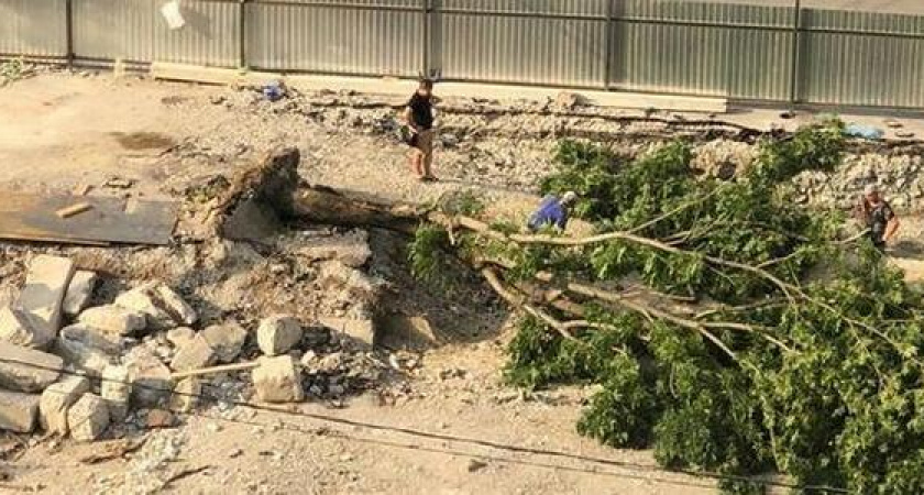 На участке «новой» Видова в 13-м микрорайоне Новороссийска срубили последнее дерево