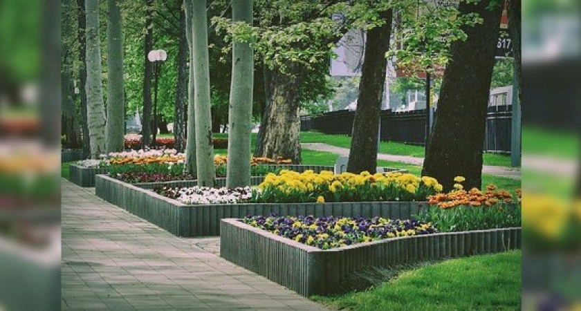 В Новороссийске планируют высадить 12 видов растений, которые не способны расти в местном климате