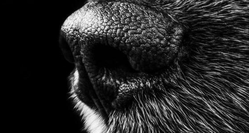 «Это ответственность, а не забава»: эко-блогер из Новороссийска высказалась о проблемах бездомных животных