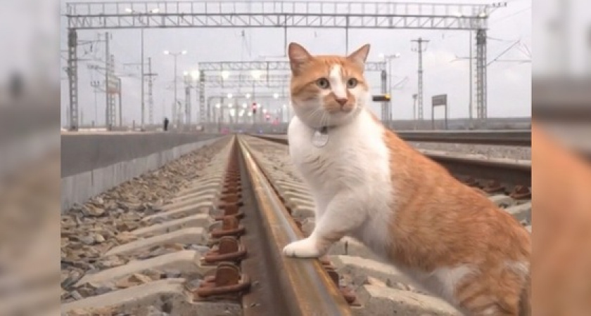 Сегодня откроют железнодорожную часть Крымского моста. На церемонию приедет Путин