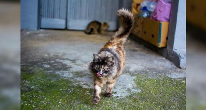 Зоозащитники Новороссийска разводят котов в подвалах домов: «НУК» разъяснил законность такой опеки над животными