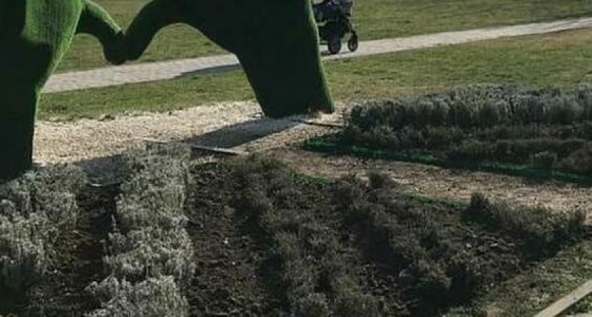 В Новороссийске появятся «Ароматические клумбы» с лавандой и чебрецом и цветочные пирамиды