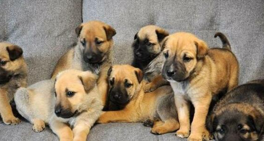 Найденные в мусорном баке щенята ищут дом: новороссийцам нужен новый друг?