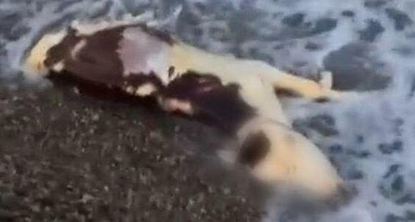 "Свидание подпорчено!": пара нашла мертвого теленка на берегу моря в Новороссийске
