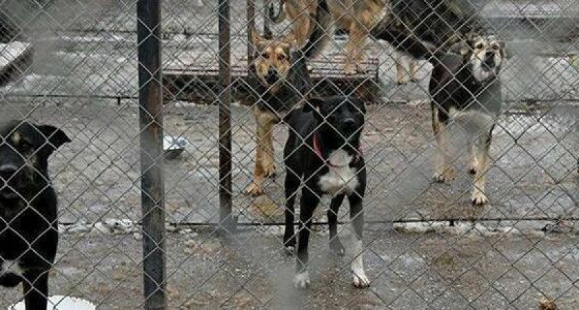 Отловом и содержанием бездомных животных в Новороссийске захотел заниматься только «Полигон»