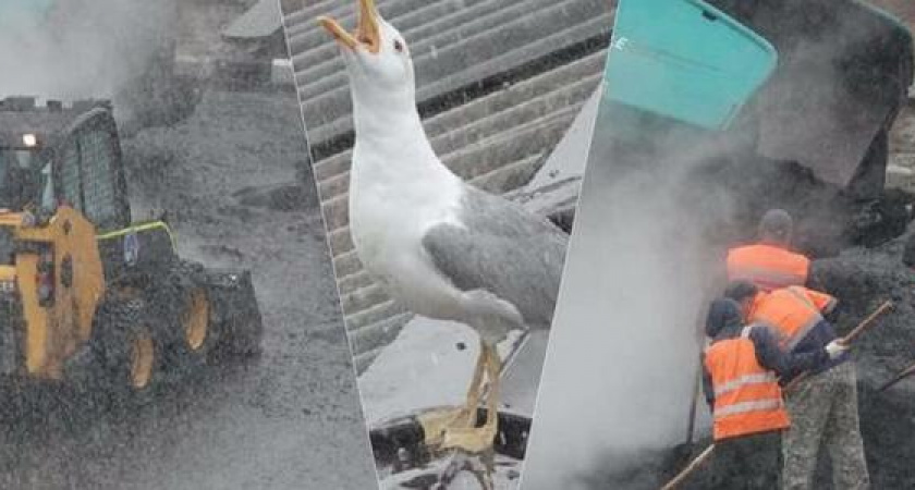 "Даже чайка в шоке!": новороссийские дорожники укладывали асфальт под проливным дождем