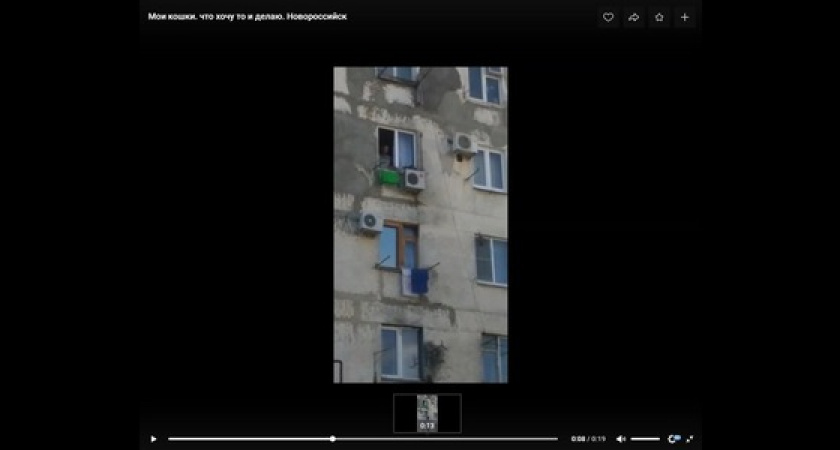 «За голову вытащил кошку, посадил на сплит-систему, закрыл окно»: видео, как новороссиец странным образом «выгуливает» котов, обсуждают в Сети