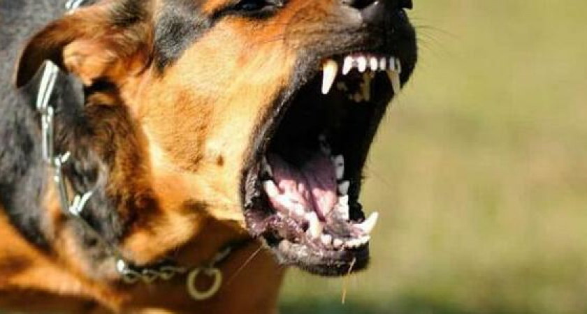 В Новороссийске на приехавшего на вызов врача напала собака