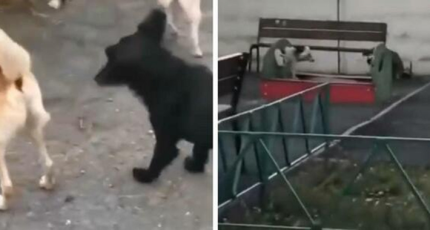 В Новороссийске  на детской площадке поселилась стая бродячих псов