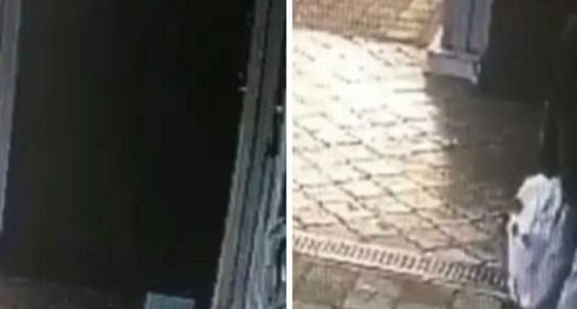 "Два года уже!": в Новороссийске женщина серийно "обносит" цветочные горшки