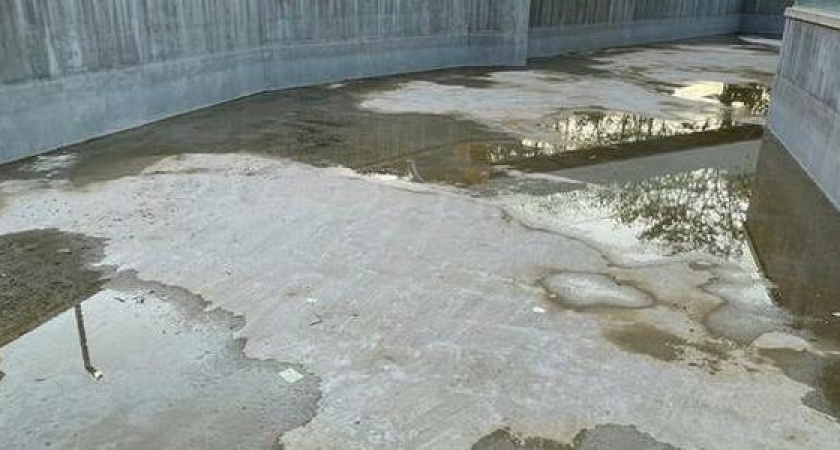 "Неужели черепах запустят": зачем в парке Фрунзе Новороссийска осушили пруд?