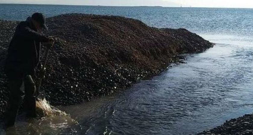 В Новороссийске с прорана украли третью народную лопату: активисты продолжают бороться за жизнь миллионов мальков