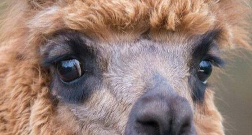 Новороссийцы помогают парку живой природы "До-До", который остался без корма для животных