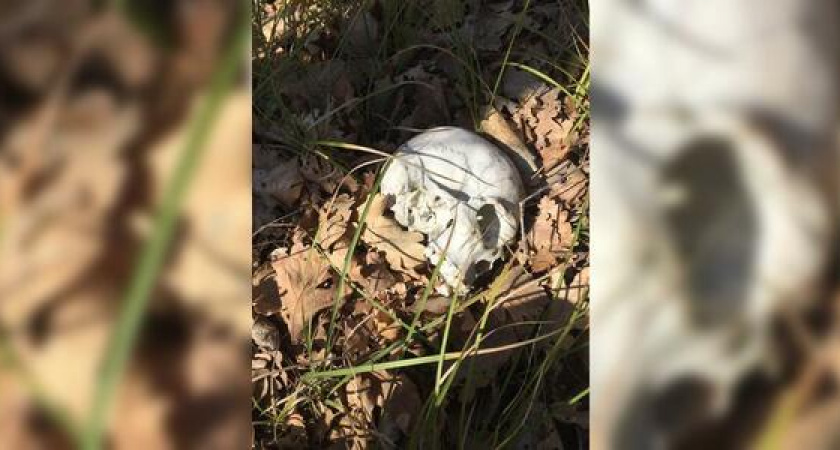 В Новороссийске около заброшенного госпиталя нашли скелет