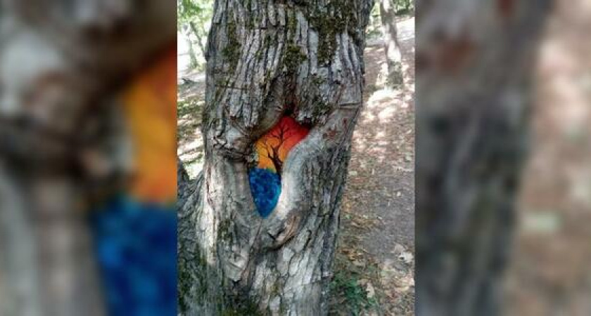«Неведомый художник увидел прекрасное в обычном». Жители Новороссийска обнаружили в лесу картину в дереве