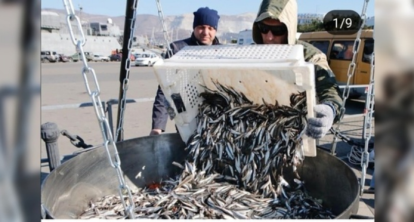 В Новороссийске на «Хамсафесте» установили мировой рекорд