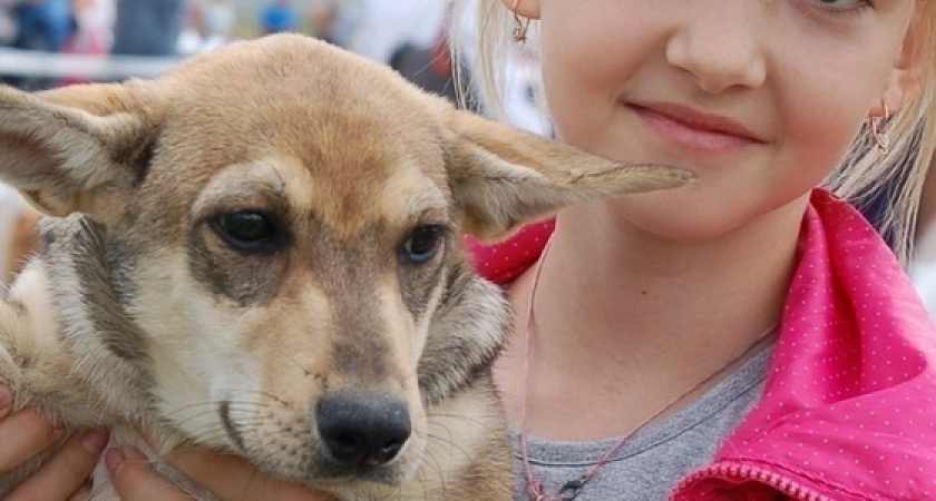Ярмарка, лотерея и фотосессия: в Новороссийске пройдет выставка бездомных животных