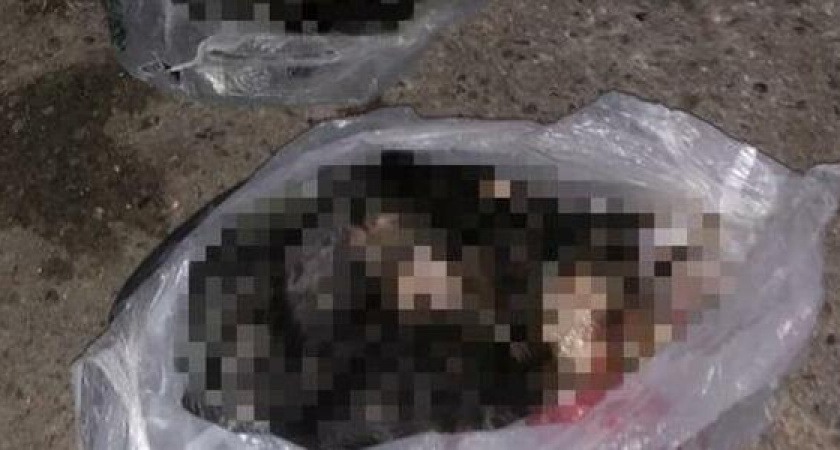 «В день принимала по 15-30 котят и щенят». В Новороссийске волонтеры обвиняют продавщицу с птичьего рынка в убийстве животных