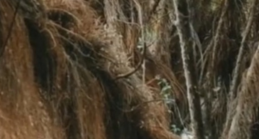 Неберджаевское водохранилище обнажило деревья, находящиеся под водой: завораживающее зрелище