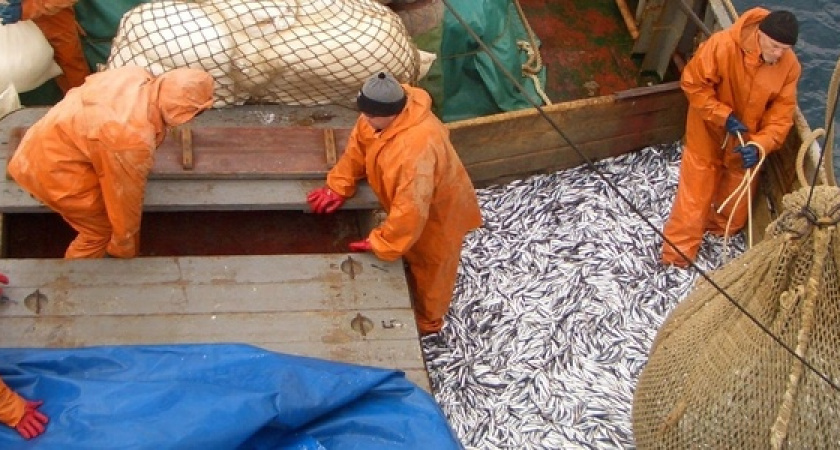 В Черном море исчезает хамса: комментарий Росрыболовства