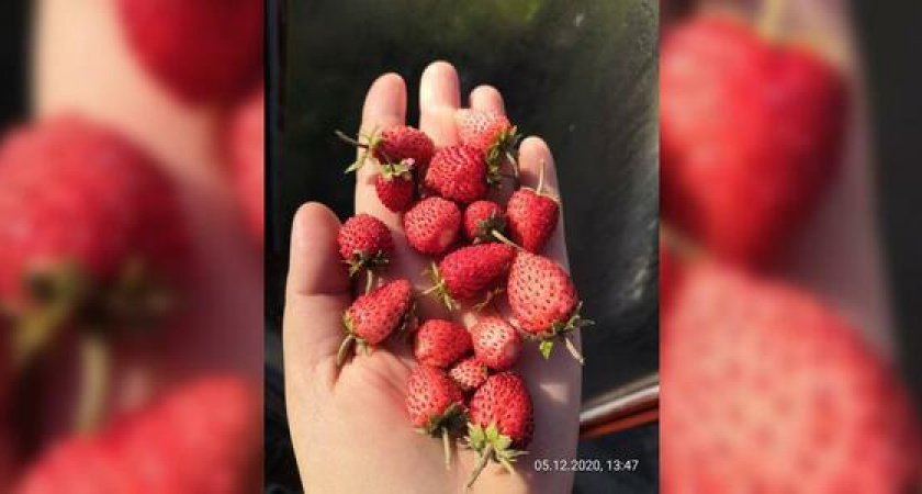Житель Новороссийска вырастил зимой ароматную землянику