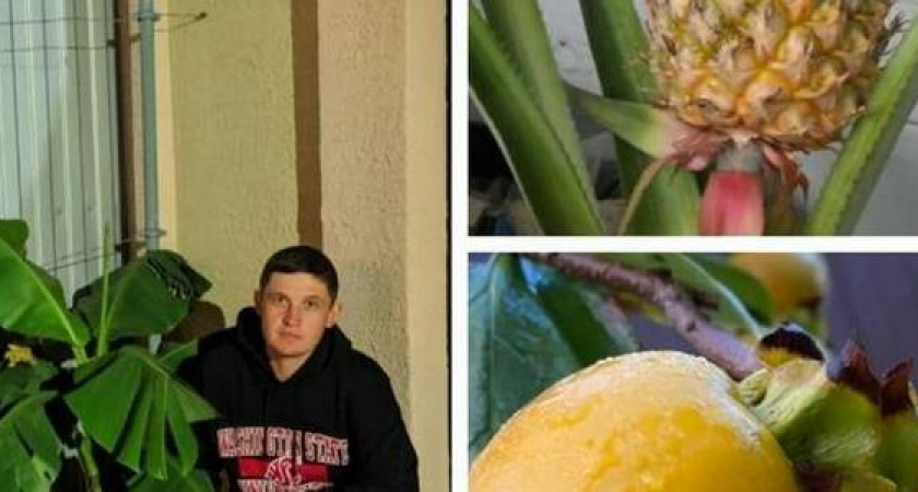 Киви, ананас, гранат. 7 тропических фруктов и ягод, которые выращивают новороссийцы