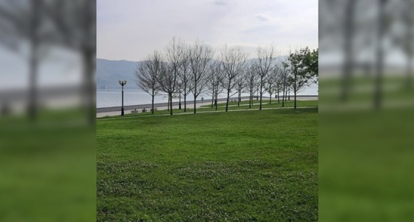 Власти Новороссийска назвали причину, по которой погибают деревья на набережной