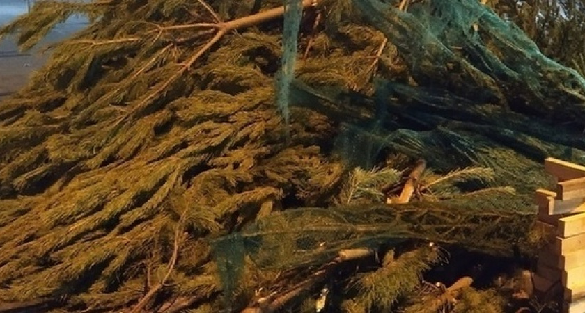 «Не понимаю этого жертвоприношения!» Непроданные елки побросали торговцы в Новороссийске (видео)