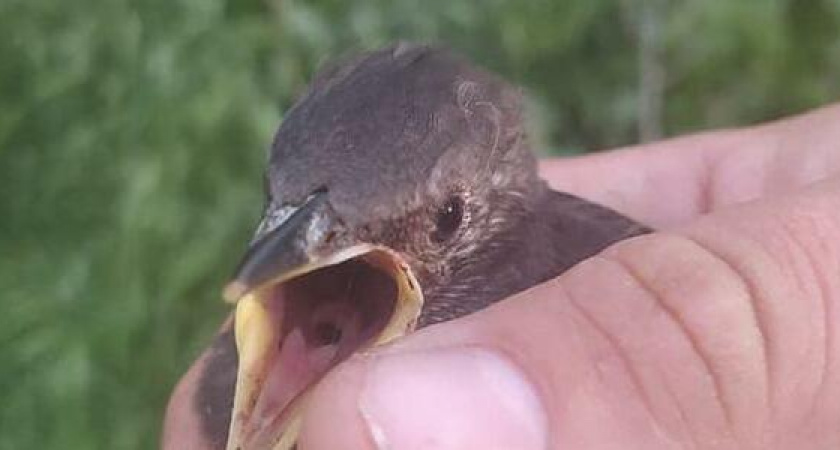 «Спасли маленькую жизнь». В Новороссийске дети и спасатели помогли выпавшему из гнезда птенцу