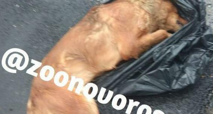 «Три дня с трупом собаки в багажнике!» Как зоозащитники Новороссийска требуют наказать убийцу собаки