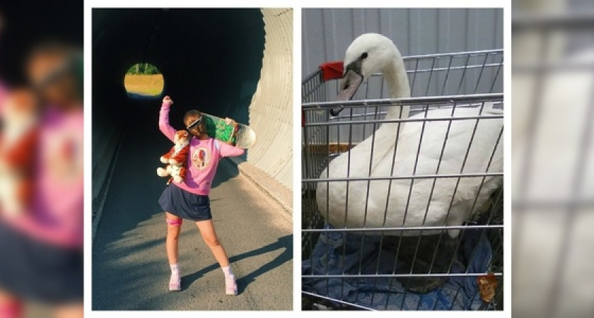 Батюшка-блогер, аккаунт роддома и лебединые истории: ТОП самых необычных Инстаграм-аккаунтов новороссийцев