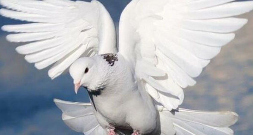 Житель Краснодара заподозрил голубя в работе шпионом и сделал заявление в полицию