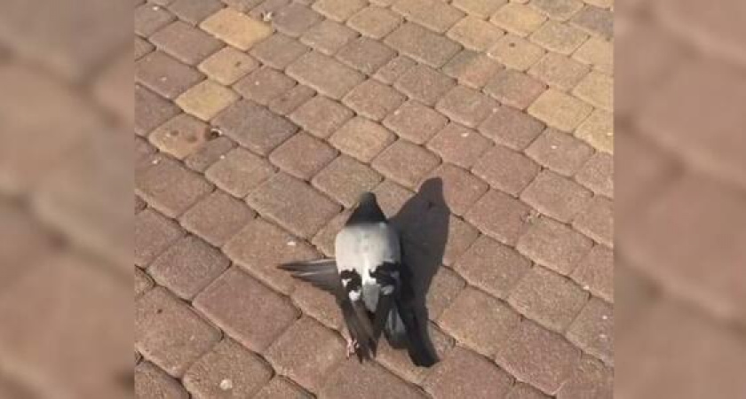 Венеция по-новороссийски: голуби устроили банный день на бульваре Черняховского