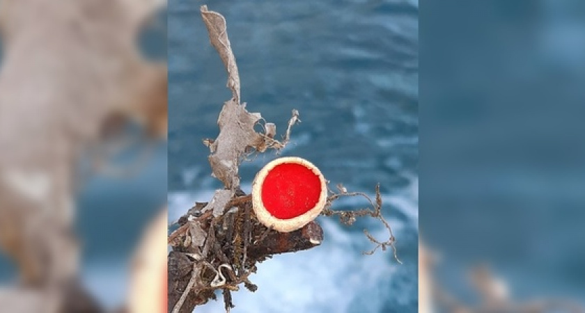 Местная жительница нашла алую эльфову чашу в лесу под Новороссийском