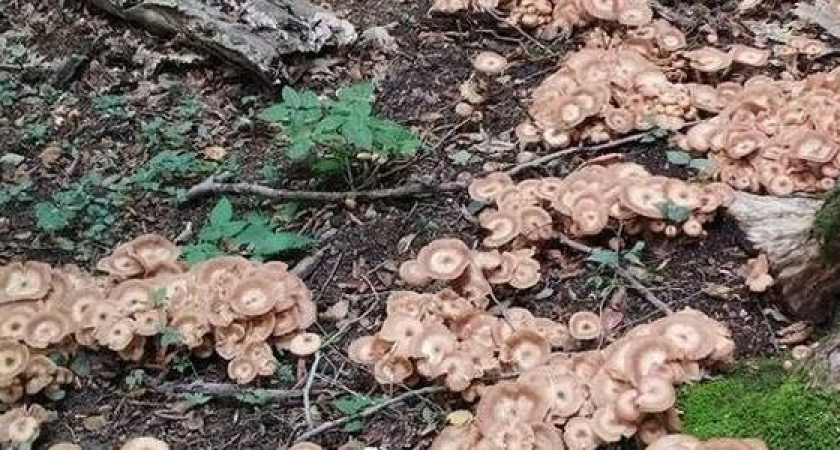 В лесах под Новороссийском появились первые опята