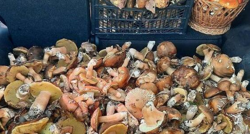 Белый и цезарь. В окрестностях Новороссийска пошли грибы (+7 грибных мест)