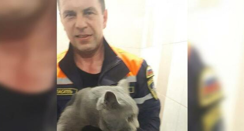 В многоэтажке Новороссийска кот провалился в шахту