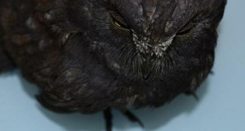 Измазанную мазутом сову сплюшку нашли в Новороссийске (птицу спасти не удалось)