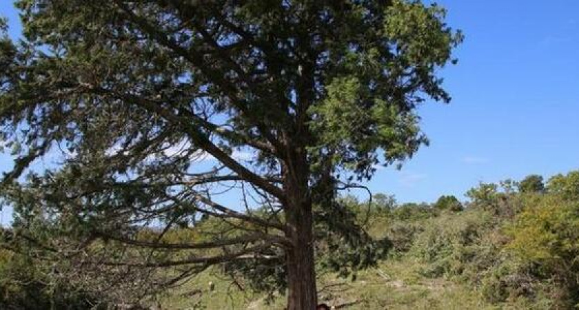 Рука не поднялась: строители ЛЭП в Южной Озереевке не смогли срубить вековой можжевельник