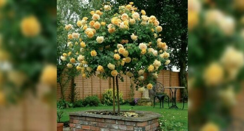 Розы-деревья украсят улицы Новороссийска. Необычные цветы распускаются несколько раз за сезон