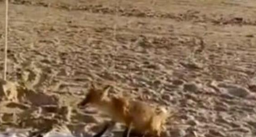 Лиса в поисках еды бегала по пляжу Анапы. Видео очевидцев