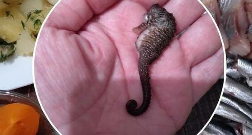 Жителям Новороссийска попался среди хамсы краснокнижный морской конек